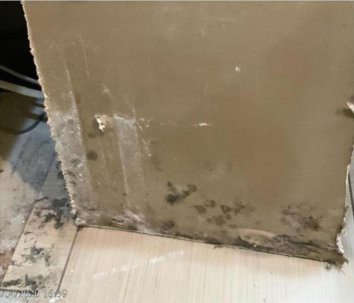 Spots of mold growth on drywall.